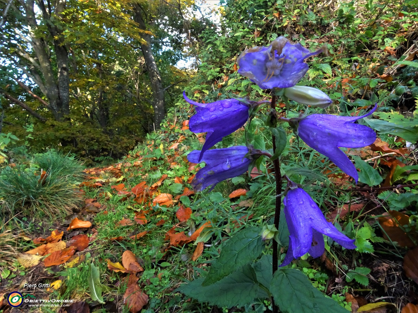 26 Campanule  di fine stagione.JPG
